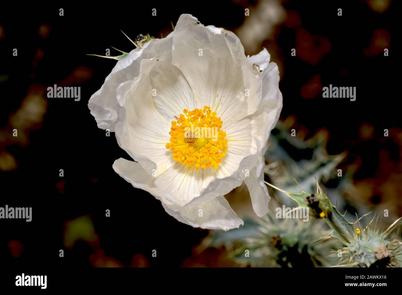 The white flower of the Southwestern Prickle Poppy. This noxious weed grows wild in many parts of the American Southwest, including Arizona. It gets i Stock Photo
