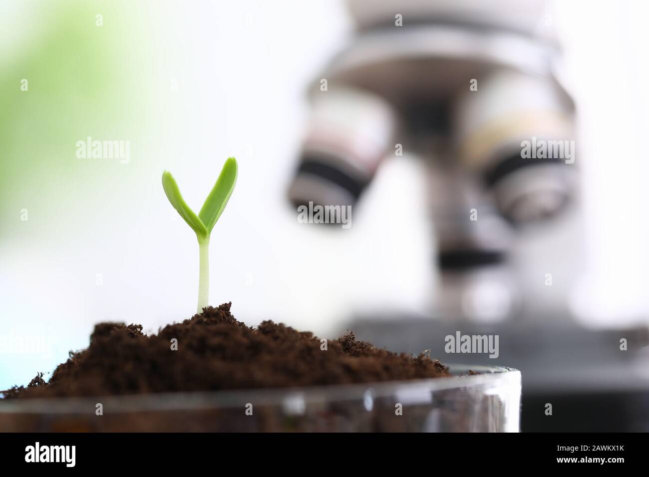 Successfully growing green sprouts in laboratory Stock Photo - Alamy