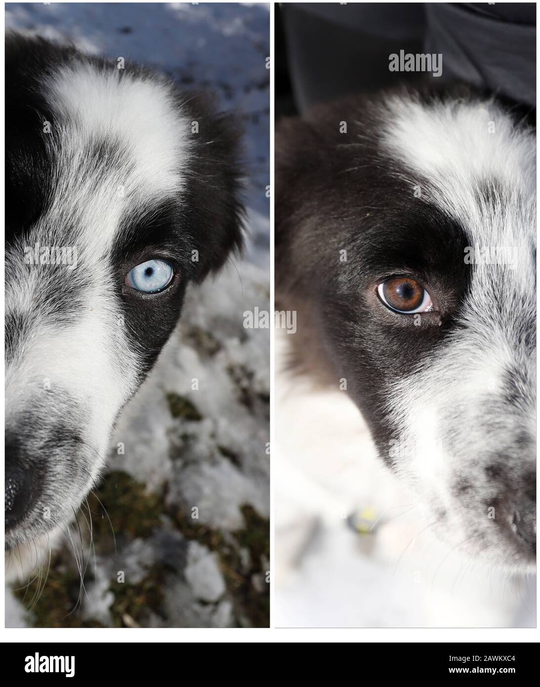 Dog With Heterochromia Different Colored Eyes On Sunlight Two Photos One Brown Eye One Blue Eye Stock Photo Alamy