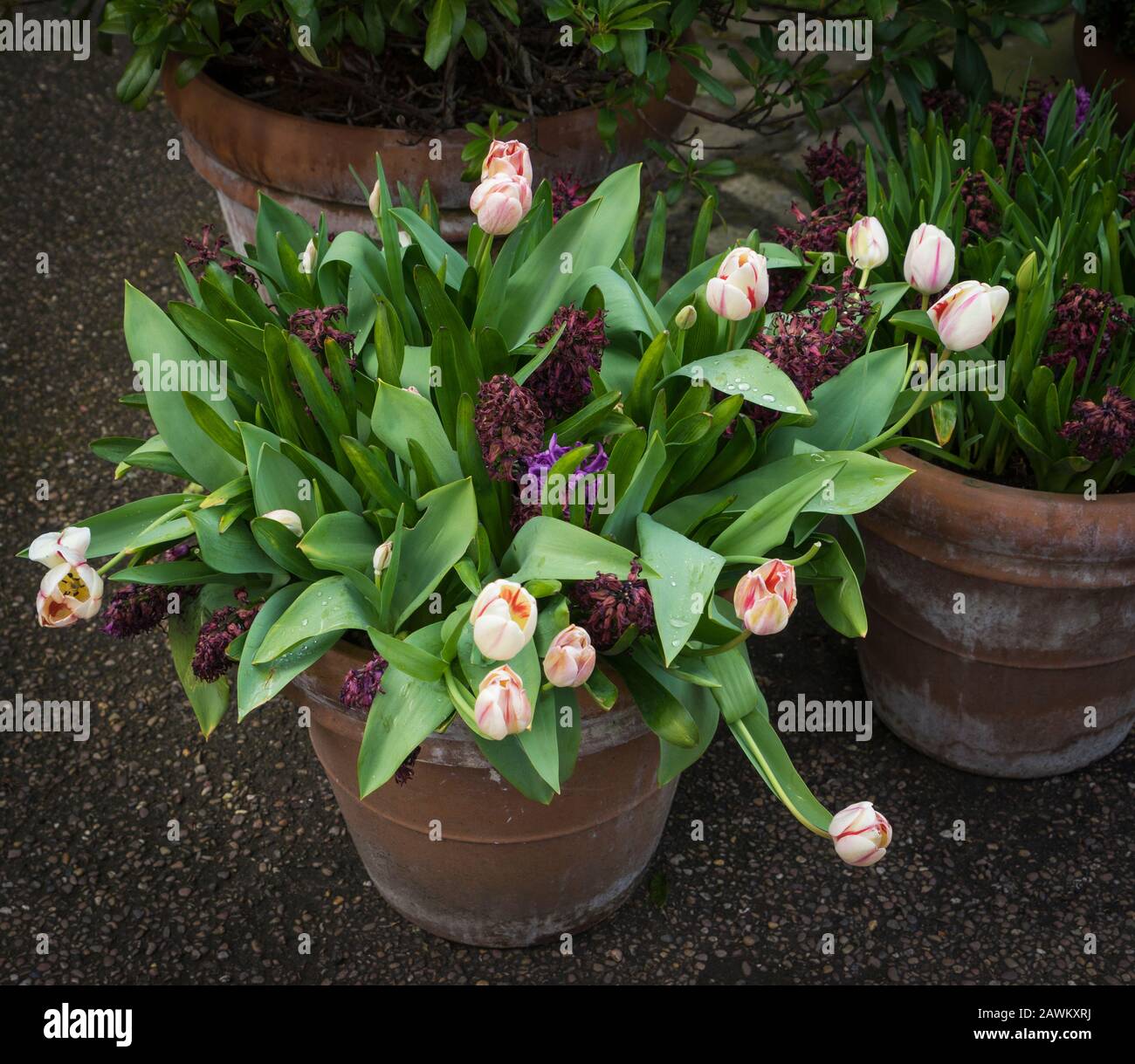 Sherds with pink tulips in a garden of  the English city of York. Stock Photo