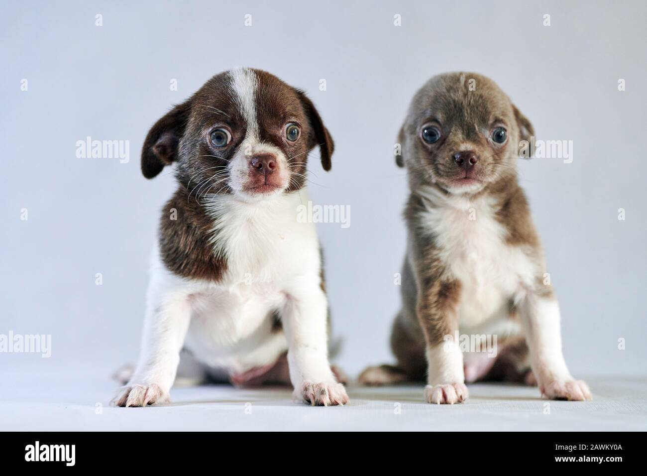 Chihuahua Puppy Little Cute Toy Dog Short Haired Chihuahua Breed