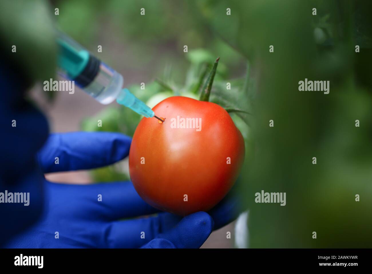 Injection vegetable for quick ripening tomato Stock Photo - Alamy