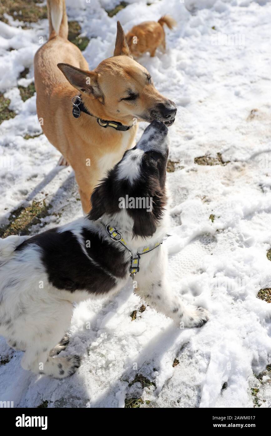 Two dogs give a kisses to each other. Dogs kisses Stock Photo Alamy