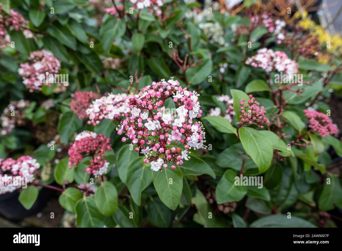 Close up of Viburnum tinus 'Lisarose' a pink and white flowering winter evergreen shrub Stock Photo