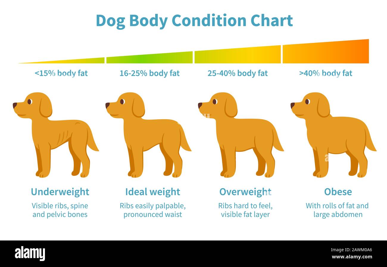 Dog body condition chart. Body fat index for underweight, overweight, obese and ideal weight in dogs. Canine health, veterinary infographic illustrati Stock Vector