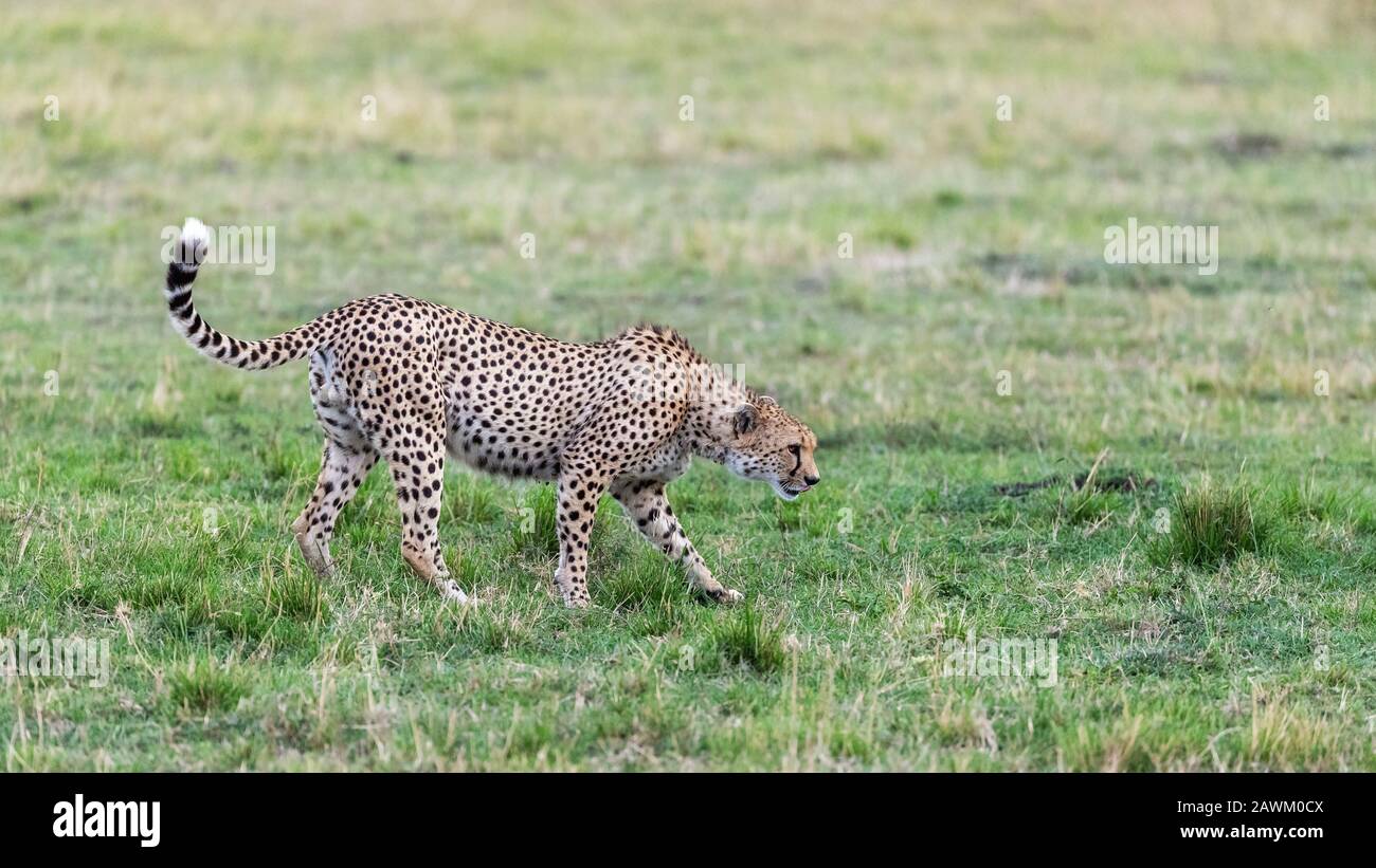 Prime adult male cheetah, acinonyx jubatus, moves stealthily through the Masai Mara, Kenya. Stock Photo