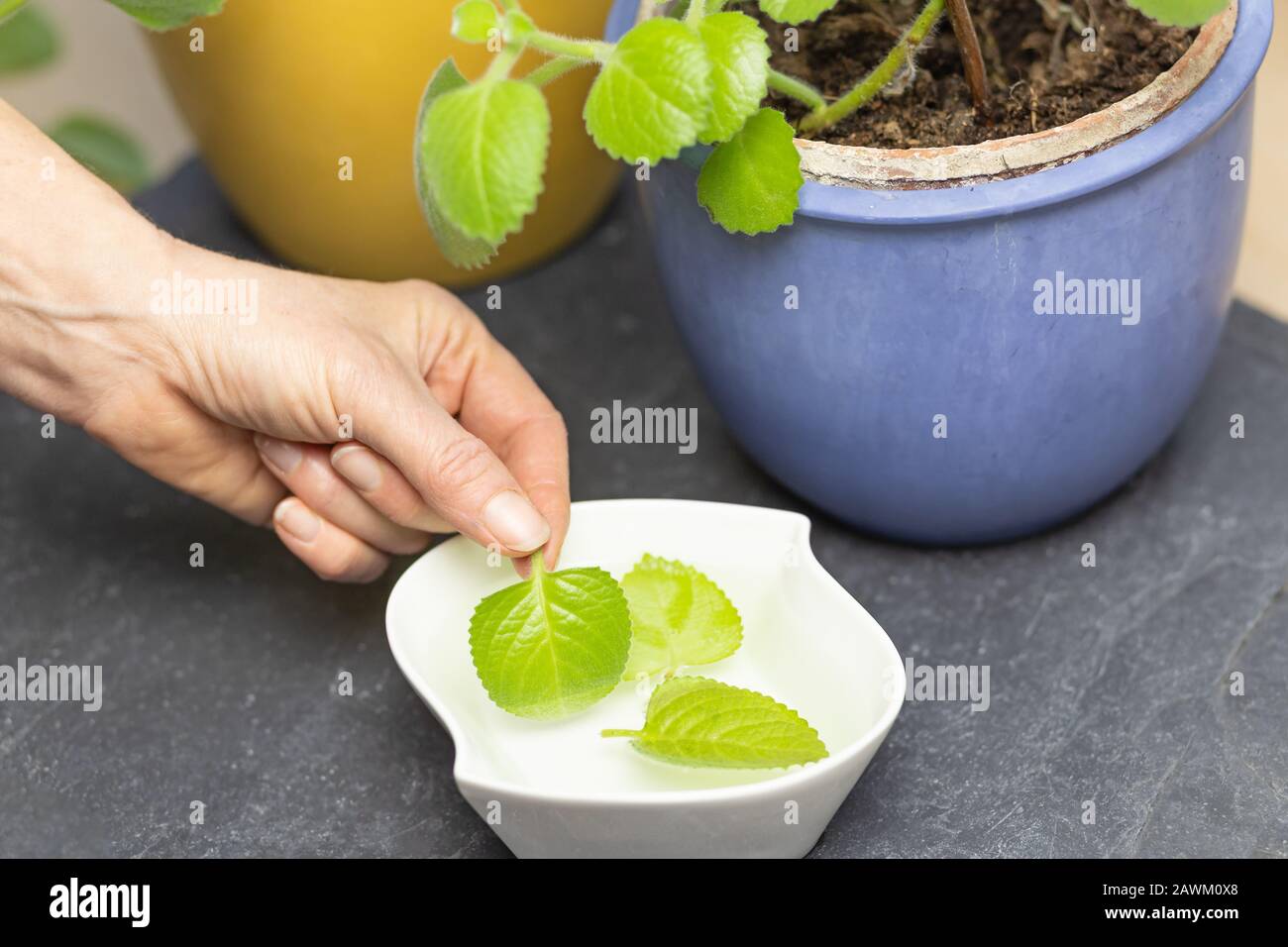Preparation of Silver Spurflower Tea. Hands of a woman are dipping petals of a plant in hot water. This tea is used to treat colds. Stock Photo