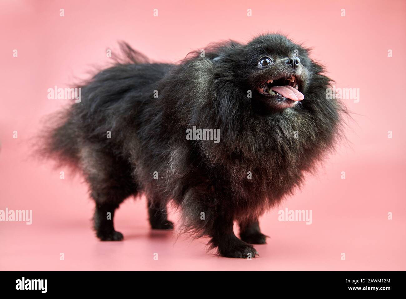 Pomeranian Spitz black puppy. Cute fluffy Spitz dog on pink