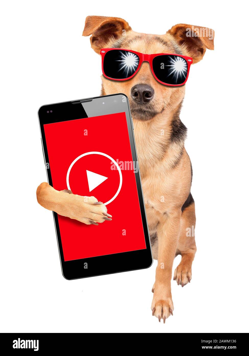 Funny dog influencer celebrity wearing sunglasses and under money dollars rain video content creator holding mobile phone isolated on white background Stock Photo