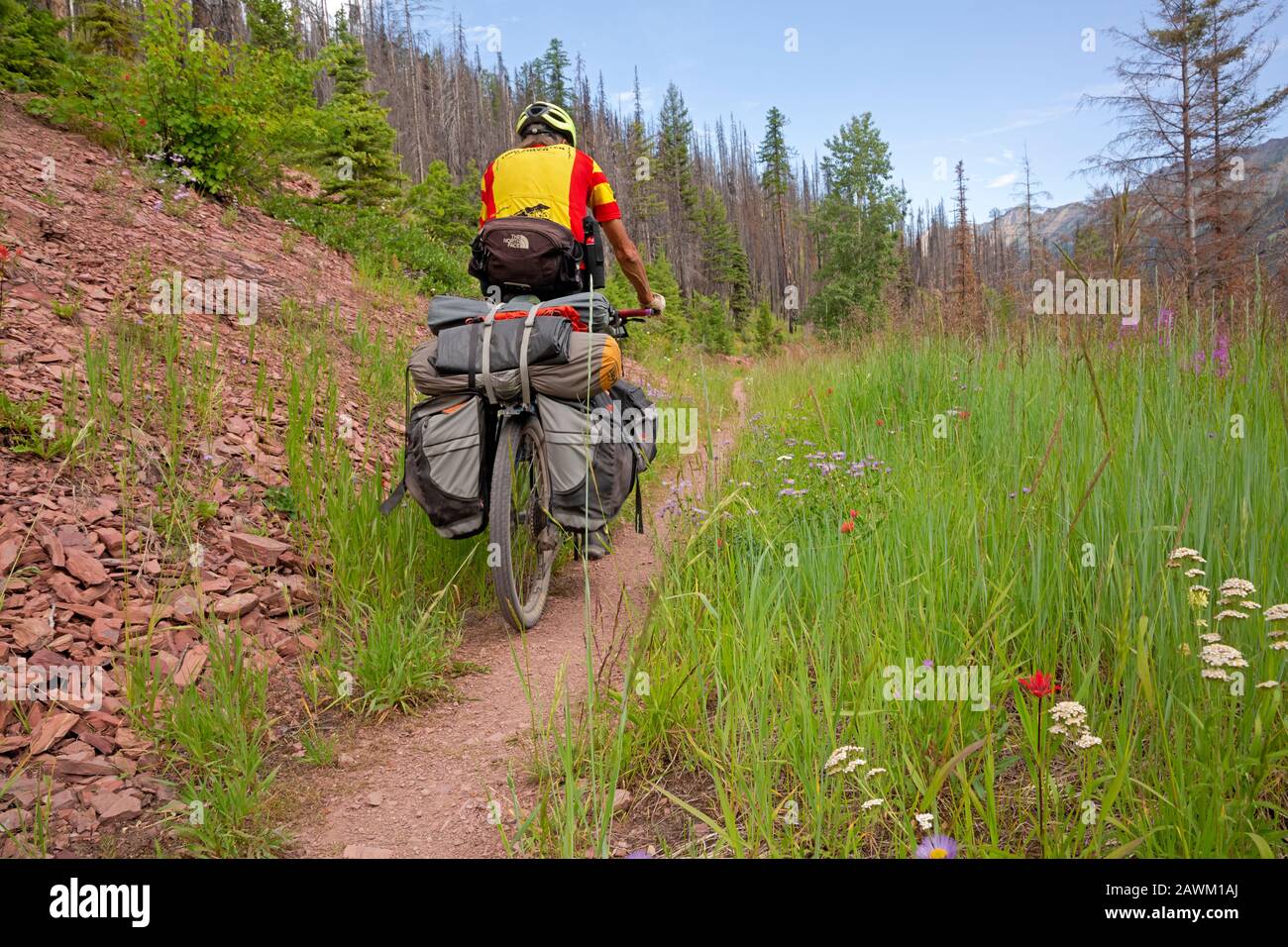 MT00457-00...MONTANA - Tom Kirkendall riding an overgrown road around the eastside of Richmond Mountain on the Great Divide Mountain Bike Route. Stock Photo