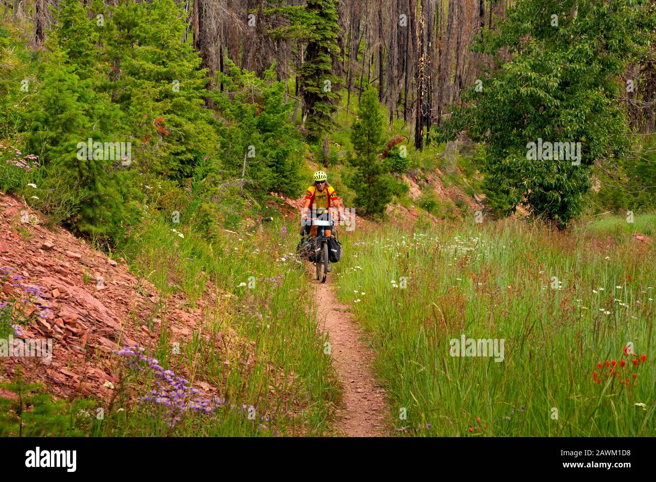 MT00459-00...MONTANA - Tom Kirkendall riding an overgrown road around the eastside of Richmond Mountain on the Great Divide Mountain Bike Route. Stock Photo