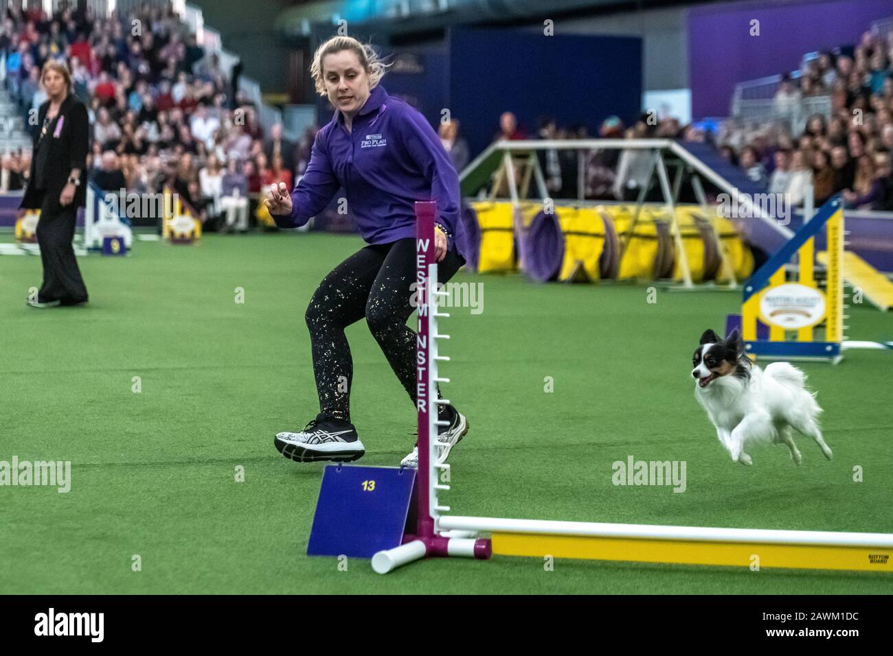 Papillon dog agility hi res stock photography and images Alamy