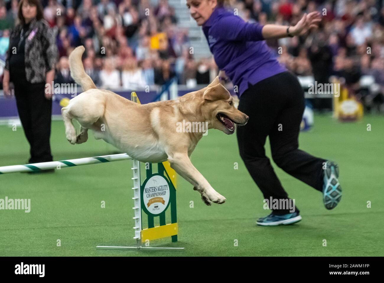 Westminster dog best sale show labrador retriever