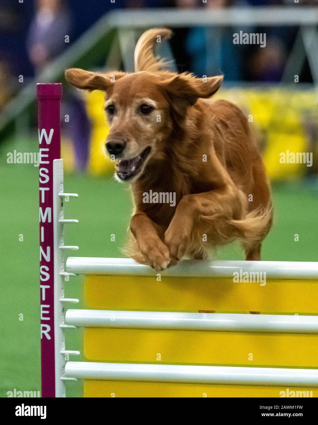 New York, USA. 8th Feb, 2020. A Golden Retriever named Carly clears and obstacle during the Masters Agility Championship at the Westminster Kennel Club Dog show in New York city. Credit: Enrique Shore/Alamy Live News Stock Photo