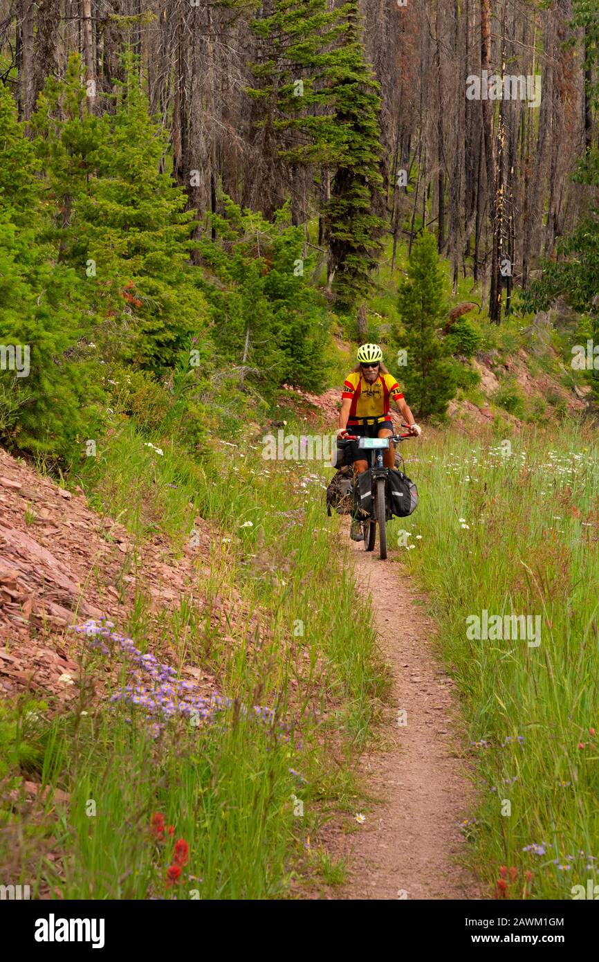 MT00460-00...MONTANA - Tom Kirkendall riding an overgrown road around the eastside of Richmond Mountain on the Great Divide Mountain Bike Route. Stock Photo