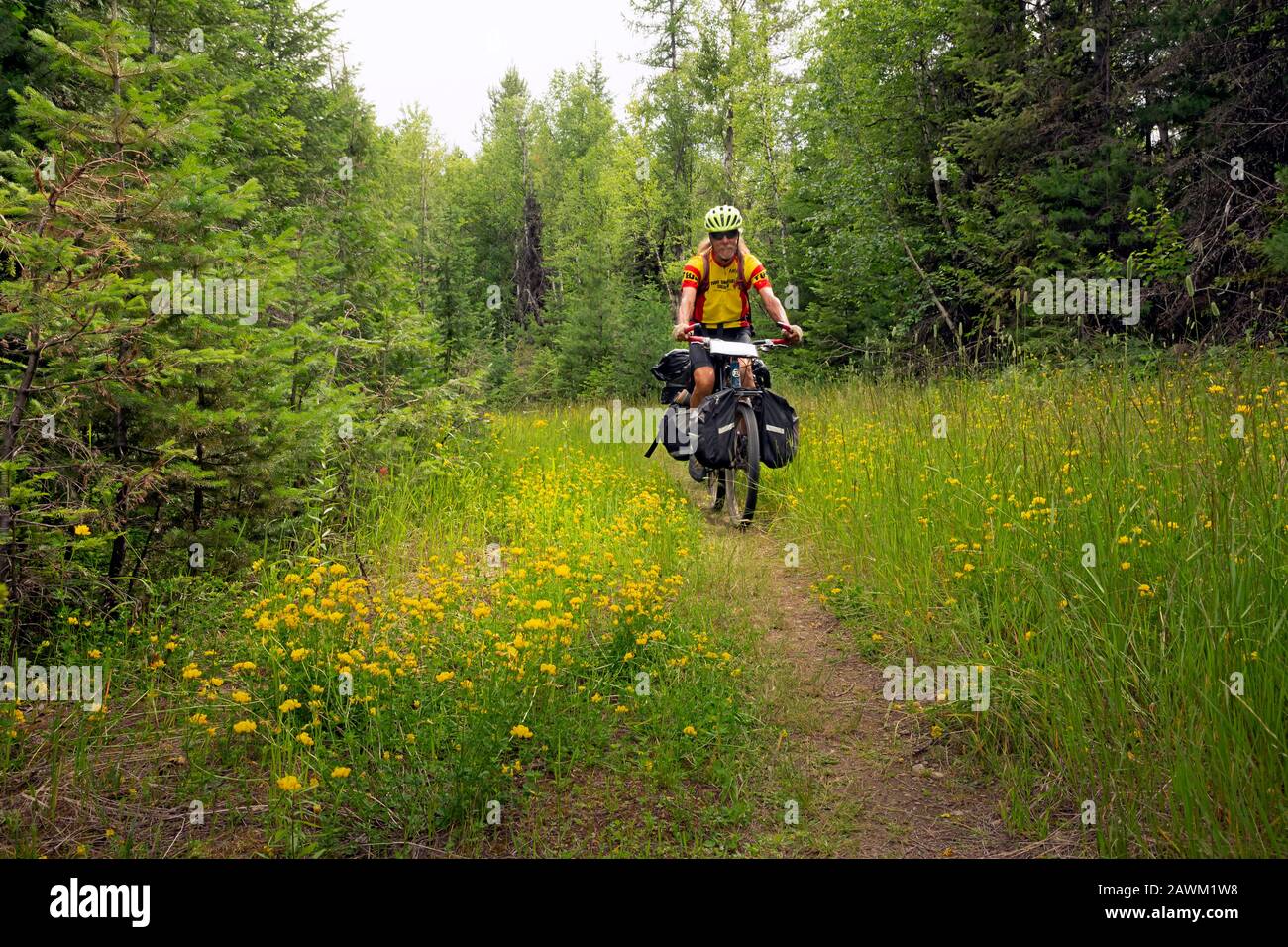 MT00463-00...MONTANA - Tom Kirkendall riding an overgrown road around the eastside of Richmond Mountain on the Great Divide Mountain Bike Route. Stock Photo