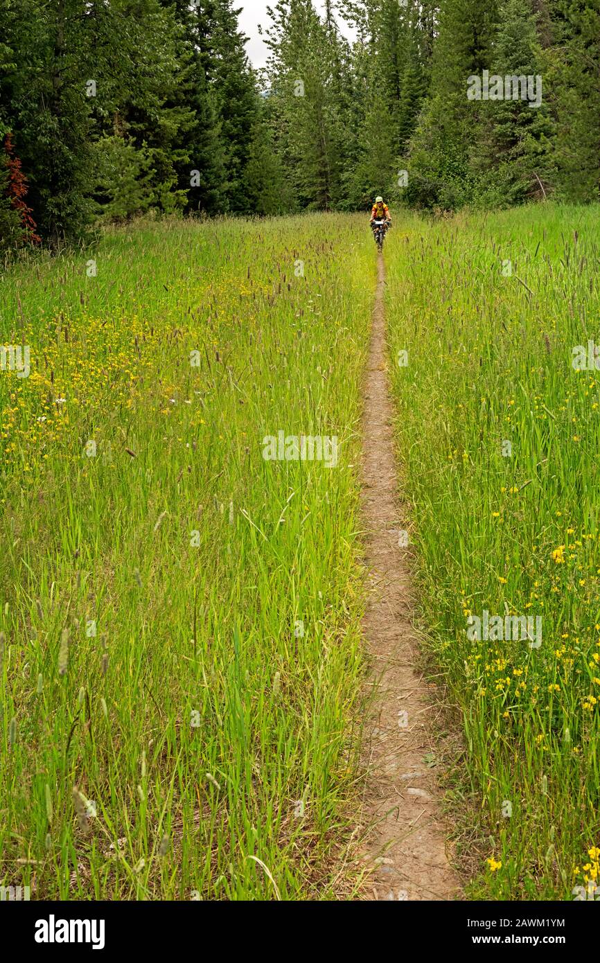 MT0046400...MONTANA Tom Kirkendall riding the narrow trail created
