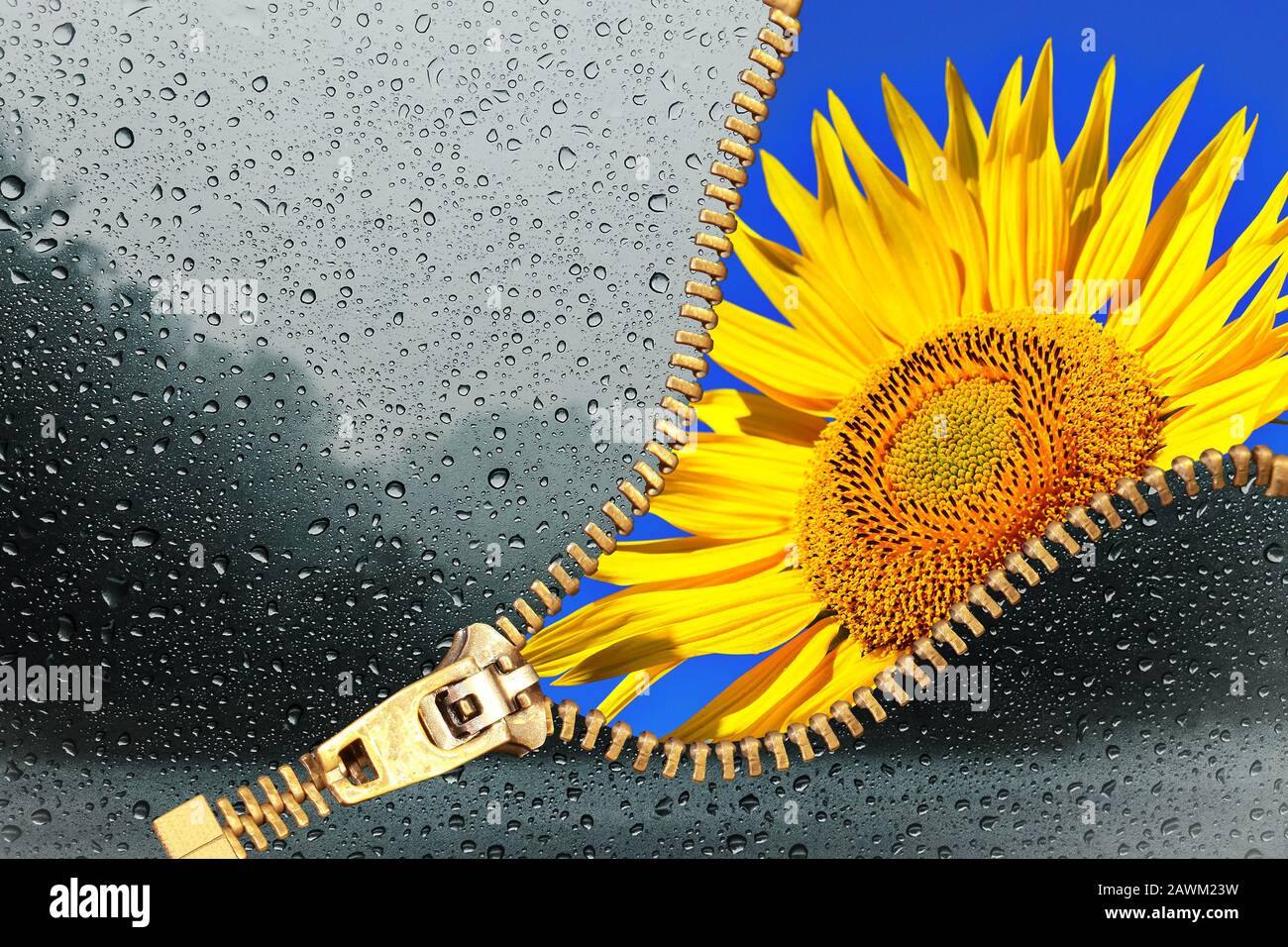 Zip for conceptual weather change transition season from cold and rain to summer sunflower Stock Photo