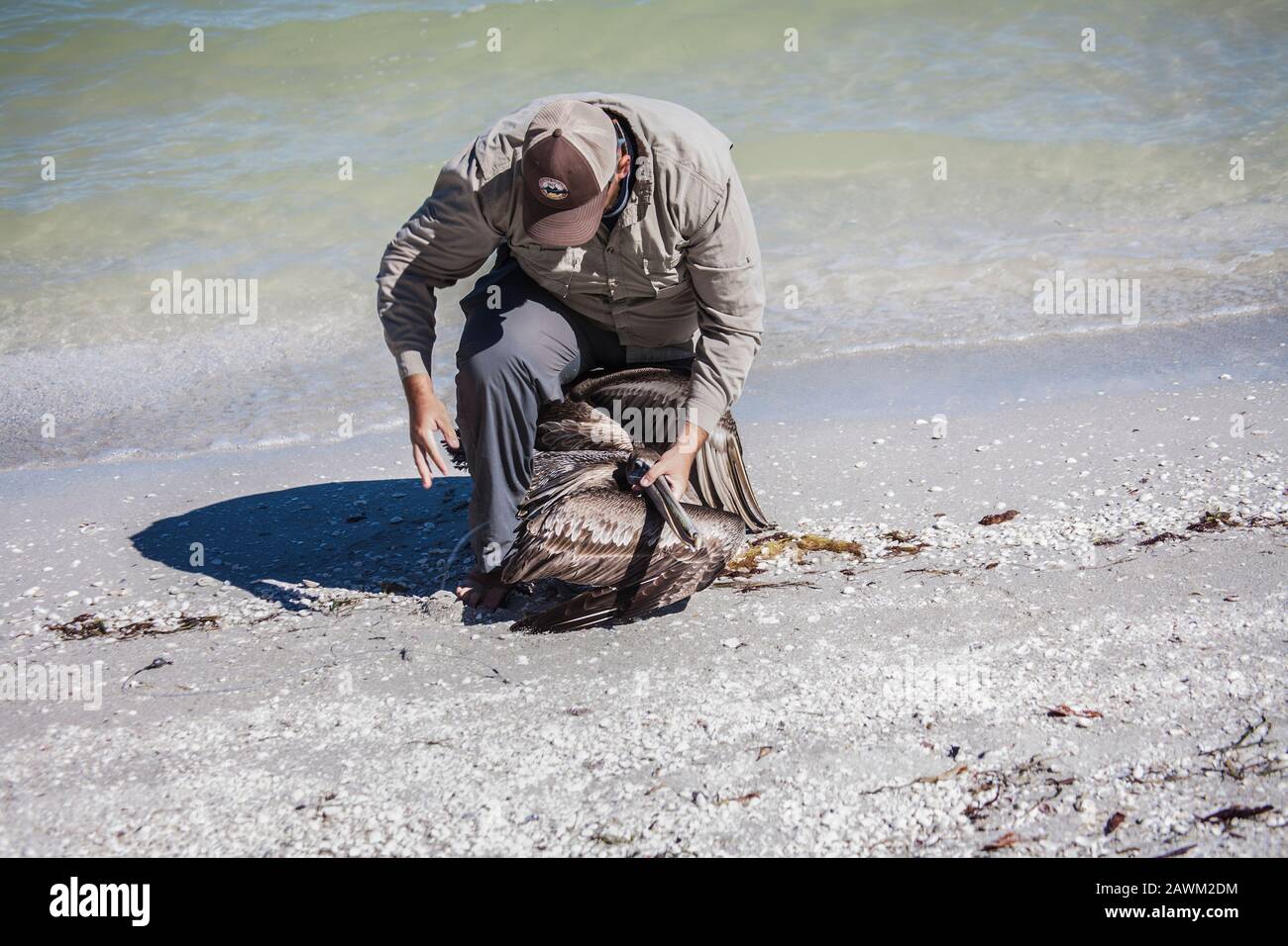Fisherman removing a fishing hook from a Brown Pelican shorebird, Sanibel Island, Florida, USA, United States beaches Stock Photo
