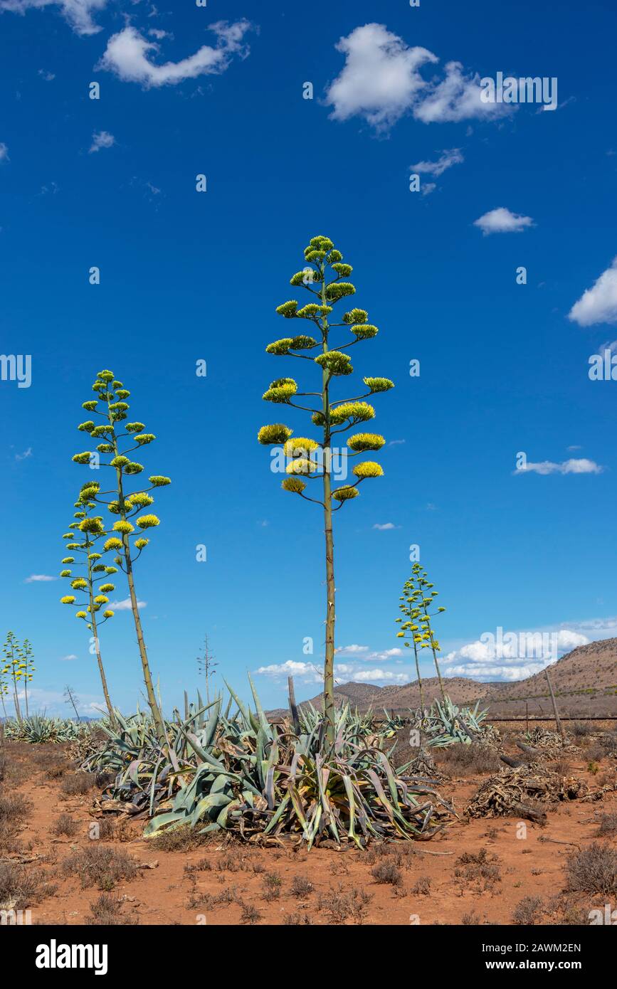 Sisal plants (Agave Sisalana) flowering besides  the Cement Road in  the semi-desert of the Karoo, South Africa Stock Photo