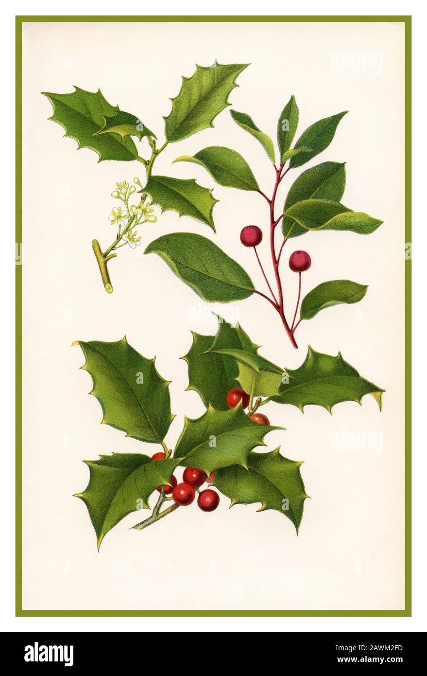 HOLLY LITHOGRAPH ILLUSTRATION with Mountain Holly and American Holly on white background 1900’s Lithograph illustration Stock Photo