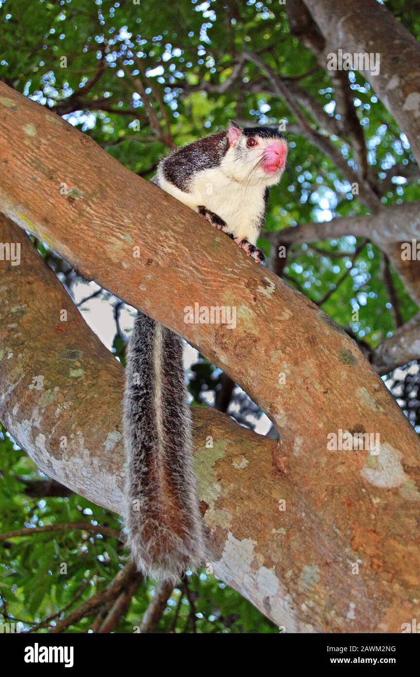 Grizzled Giant Squirrel (Ratufa macroura) Stock Photo
