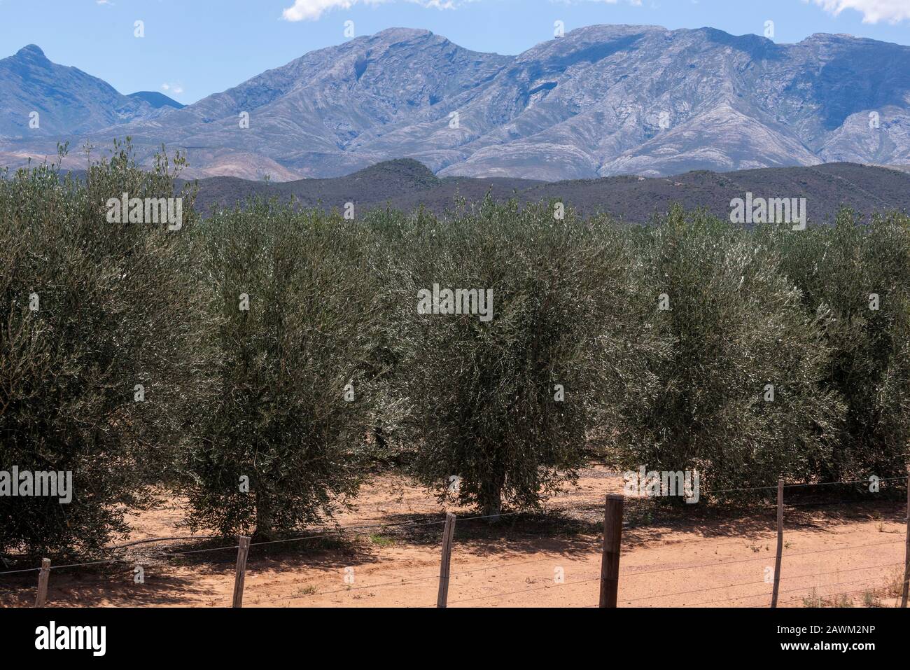 Olive trees on olive farm sheltered by mountains in the arid Karoo, Western Cape, South Africa