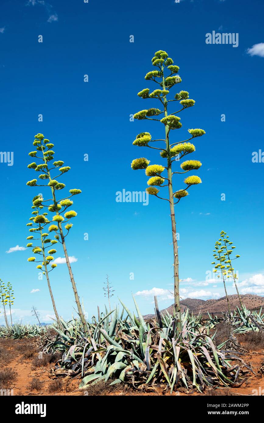 Sisal plants (Agave Sisalana) flowering besides the cement road in the  semi-desert of the Karoo, South Africa Stock Photo - Alamy
