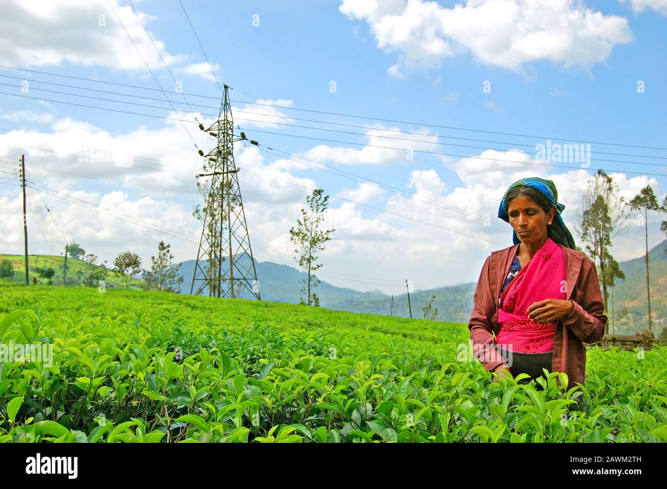 NUWARA ELIYA, SRI LANKA - FEBRUARY18: Woman from Sri Lanka picks in tea leaves on tea plantation Stock Photo
