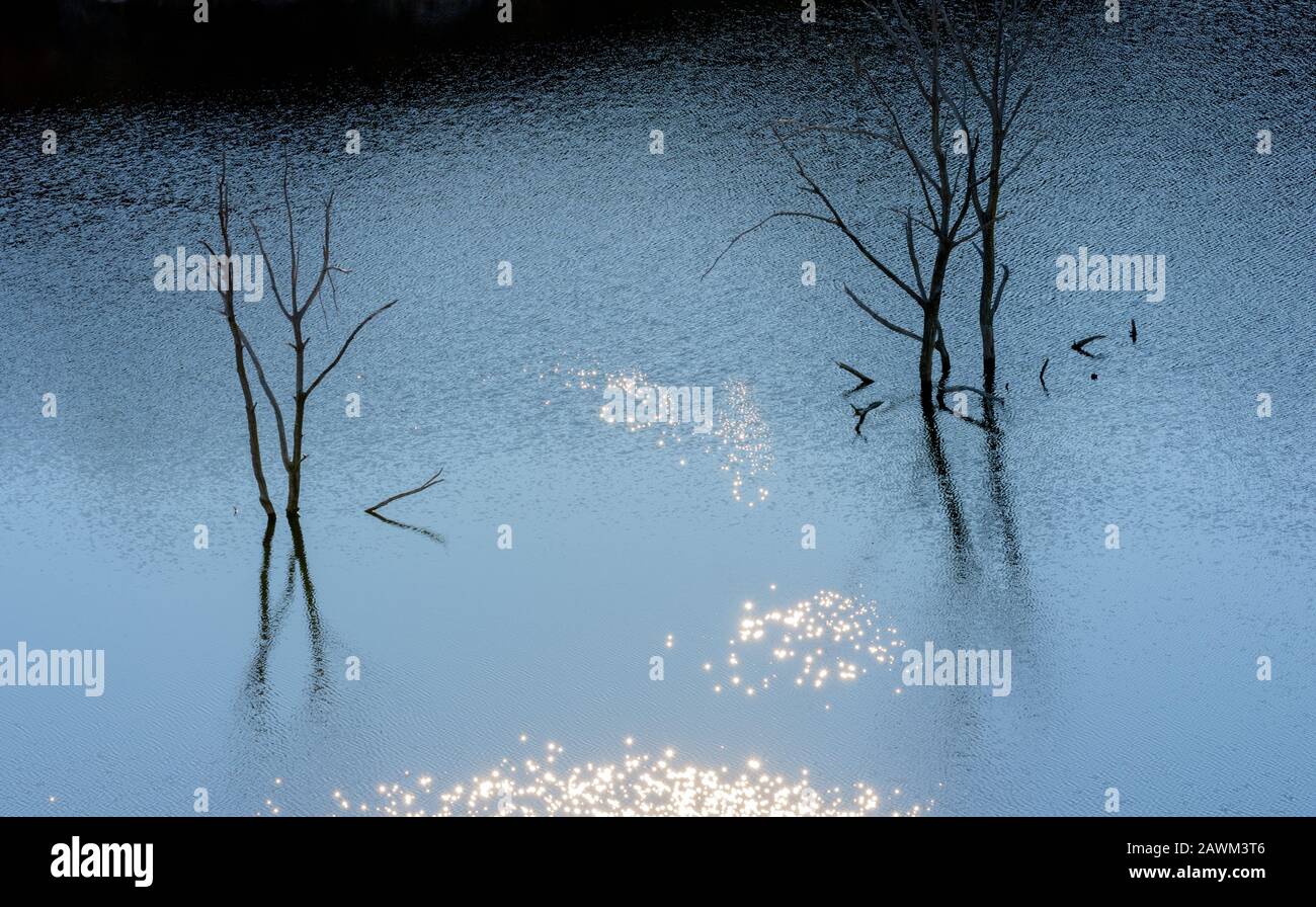 Silhouetted dead trees with reflection in water at dawn Stock Photo