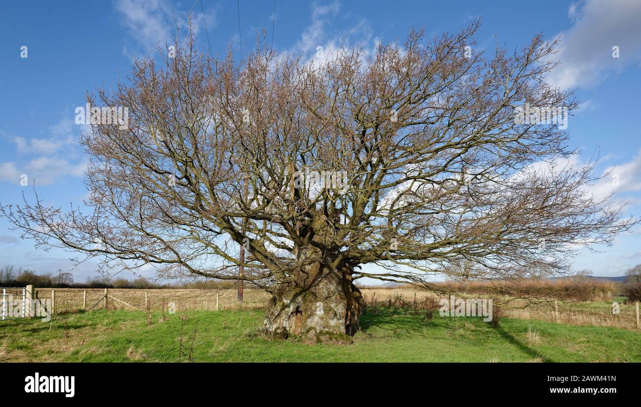 The Old Electric Oak Wickwar Thought To Be 800 Years Old Pedunculate English Oak Tree Quercus Robur Stock Photo Alamy