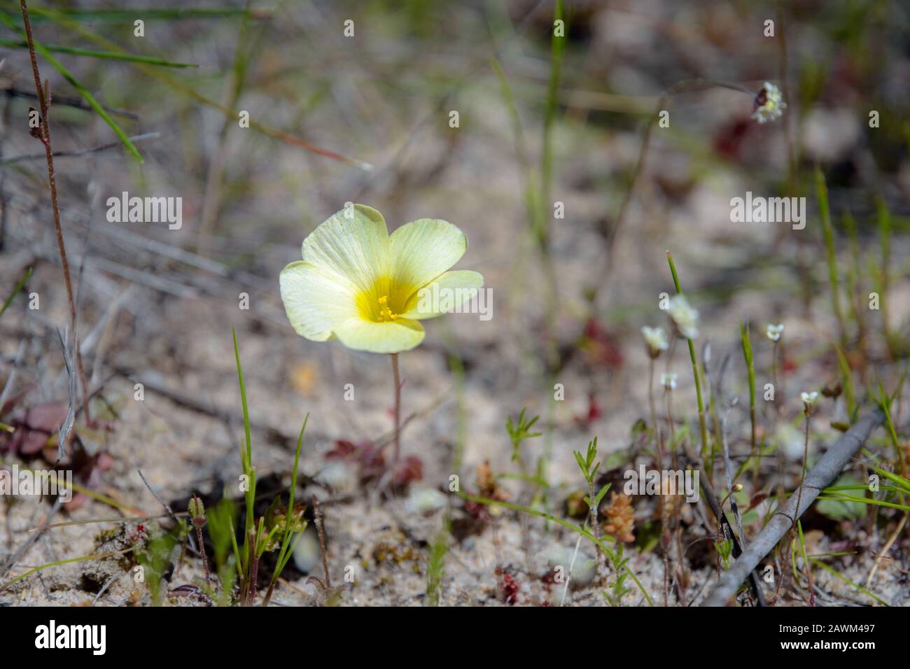Wild flowers in the Cederberg Stock Photo