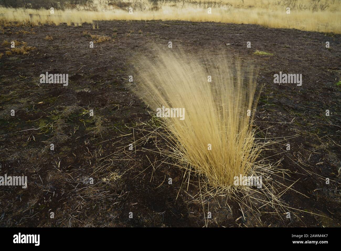 Purple moor grass on a windy winter day. Stock Photo