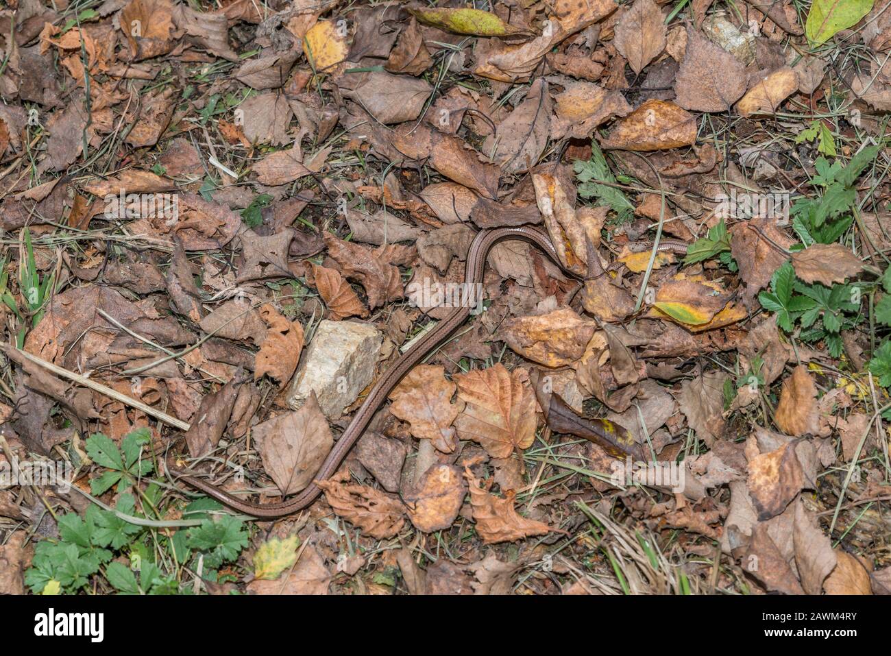Close-up of a blindworm (Anguis fragilis) on a leafy ground in a forest, Germany Stock Photo