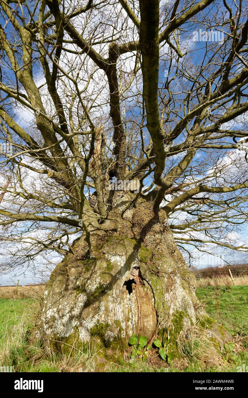 The Old Electric Oak Wickwar Thought To Be 800 Years Old Pedunculate English Oak Tree Quercus Robur Stock Photo Alamy