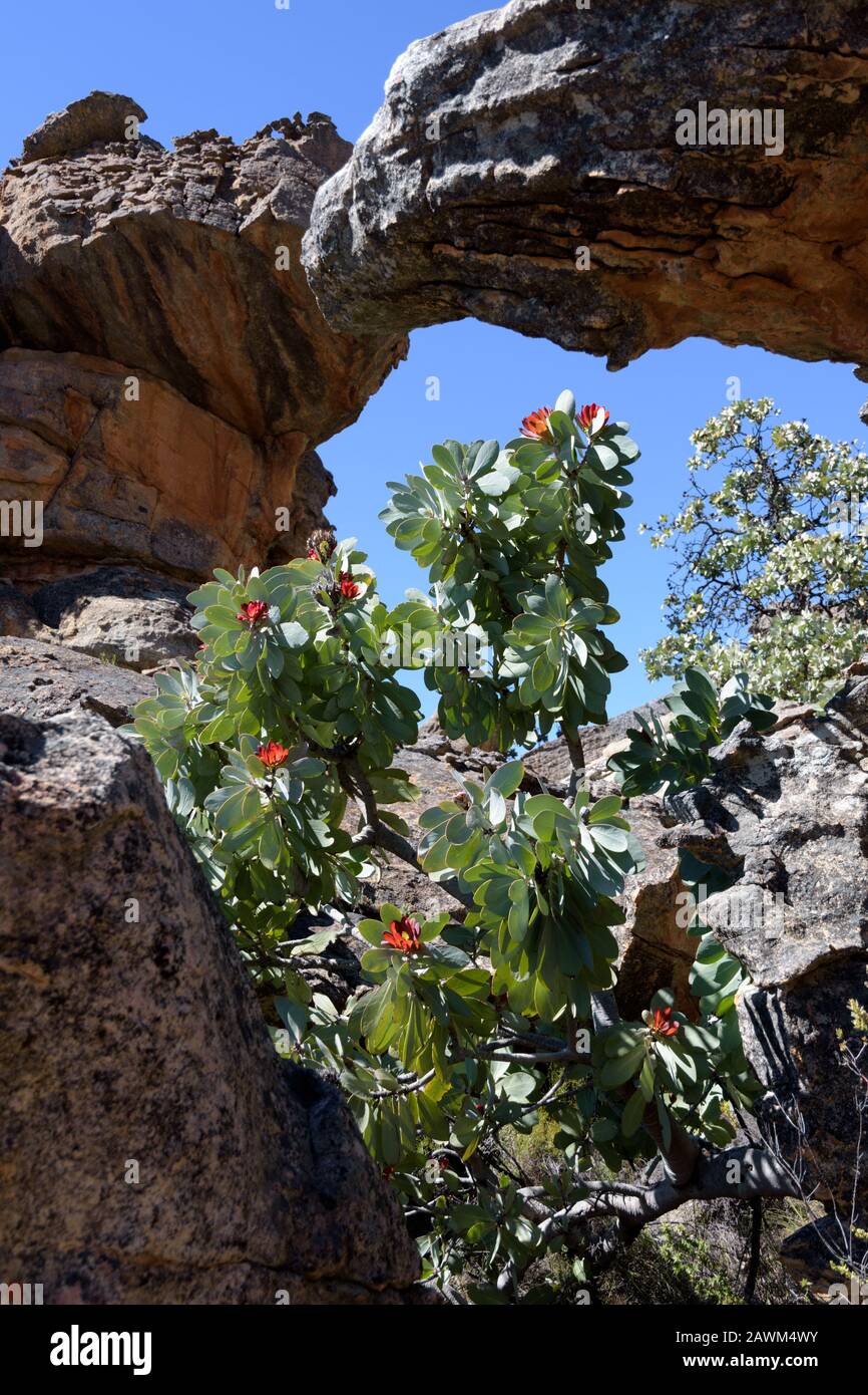 A rock arch and wild flowers in the Cederberg Stock Photo