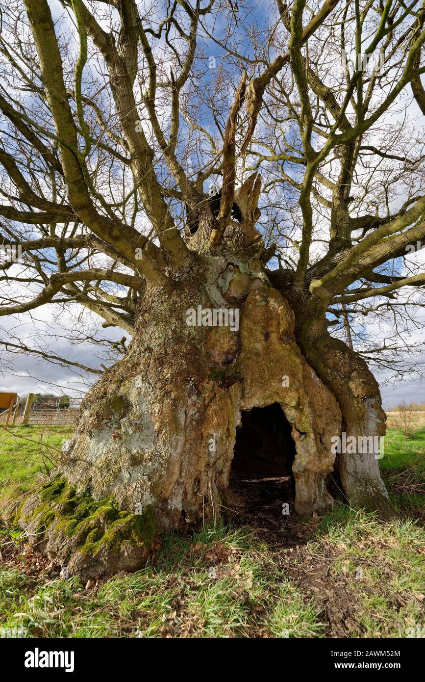 The Old Electric Oak Wickwar Thought To Be 800 Years Old Pedunculate English Oak Tree Quercus Robur Stock Photo Alamy