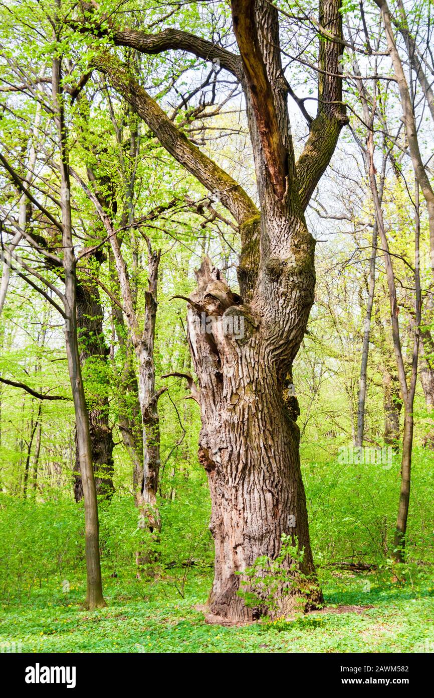 Big old oak tree in green spring forest Stock Photo