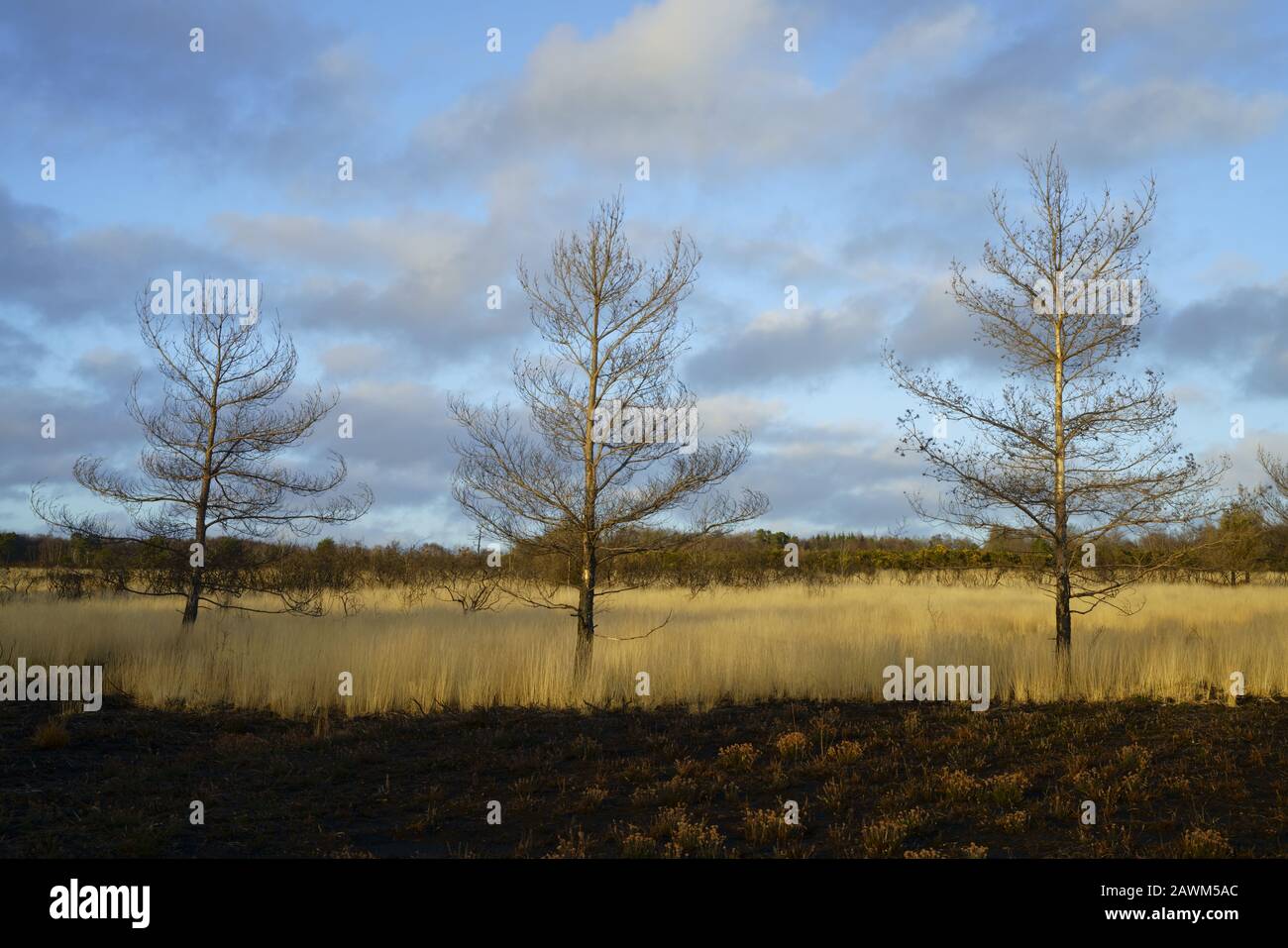 Dead trees with Purple moor grass in winter. Stock Photo