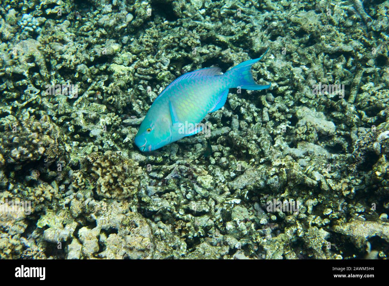 A scarus frenatus fish in Seychelles sea Stock Photo