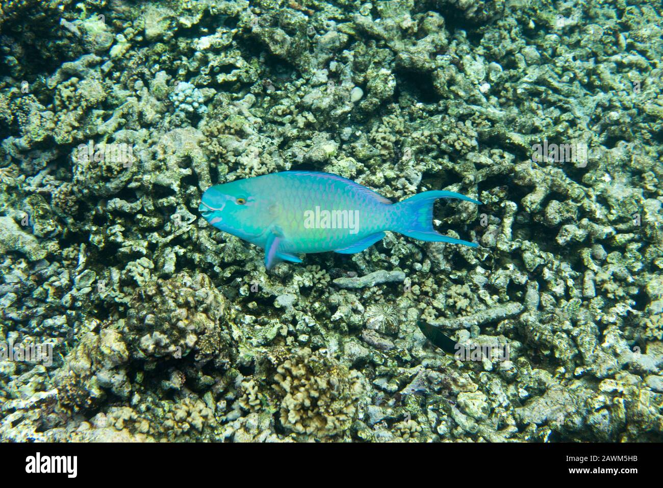 A scarus frenatus fish in Seychelles sea Stock Photo