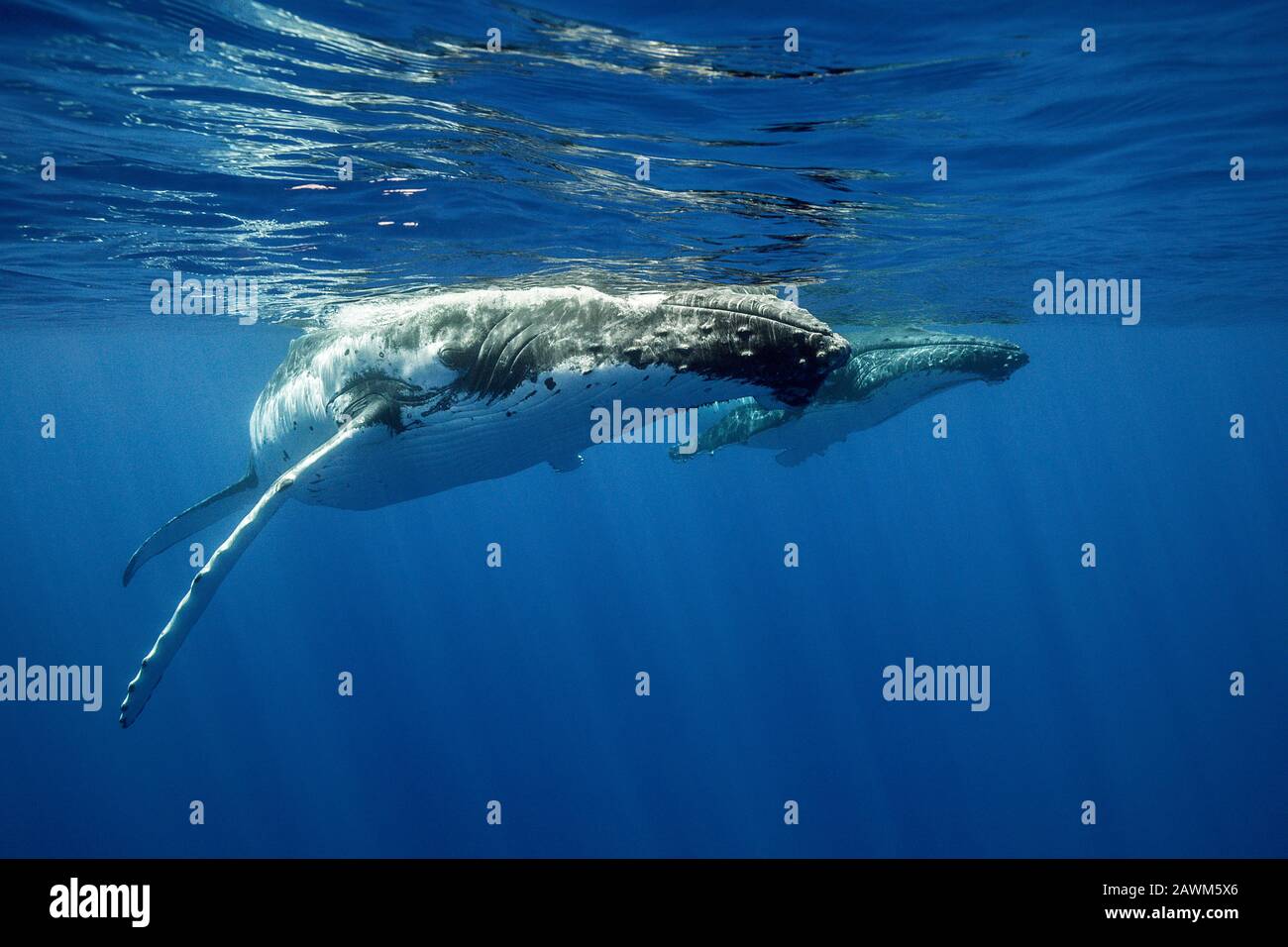 Humpback Whales, Megaptera novaeangliae, Moorea, French Polynesia Stock Photo