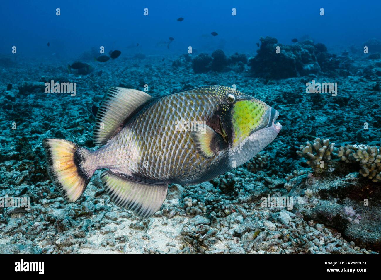Titan Triggerfish, Balistoides viridescens, Tahiti, French Polynesia Stock Photo