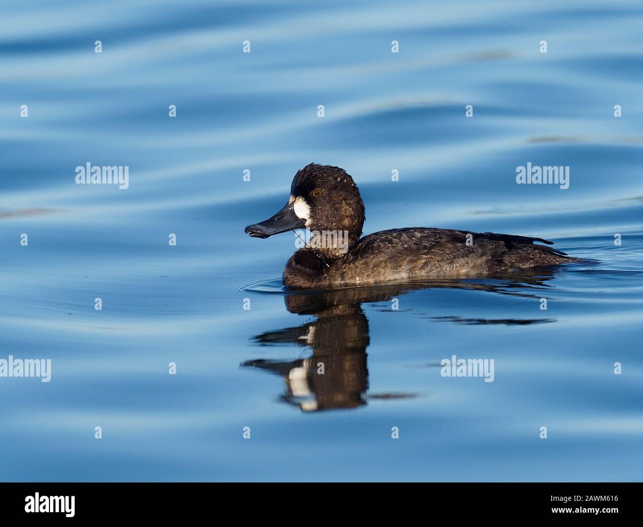 Lesser scaup, Aythya affinis,  Single female in water, Baja California, Mexico, January 2020 Stock Photo