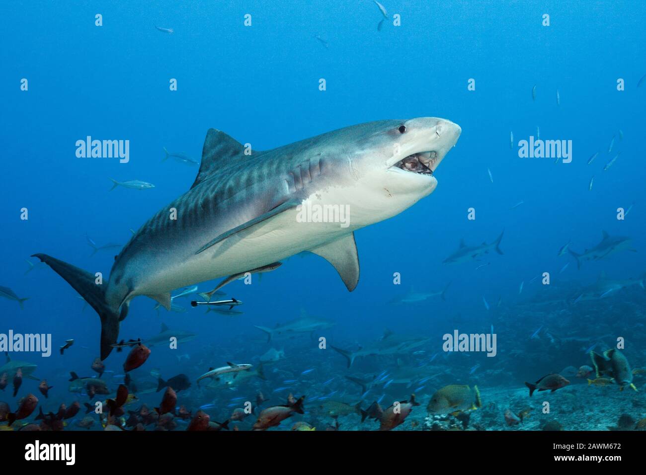 Tiger Shark, Galeocerdo cuvier, Tahiti, French Polynesia Stock Photo
