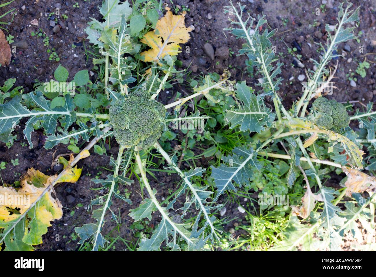 pests in garden, broccoli with broken leaves in Italy Stock Photo Alamy