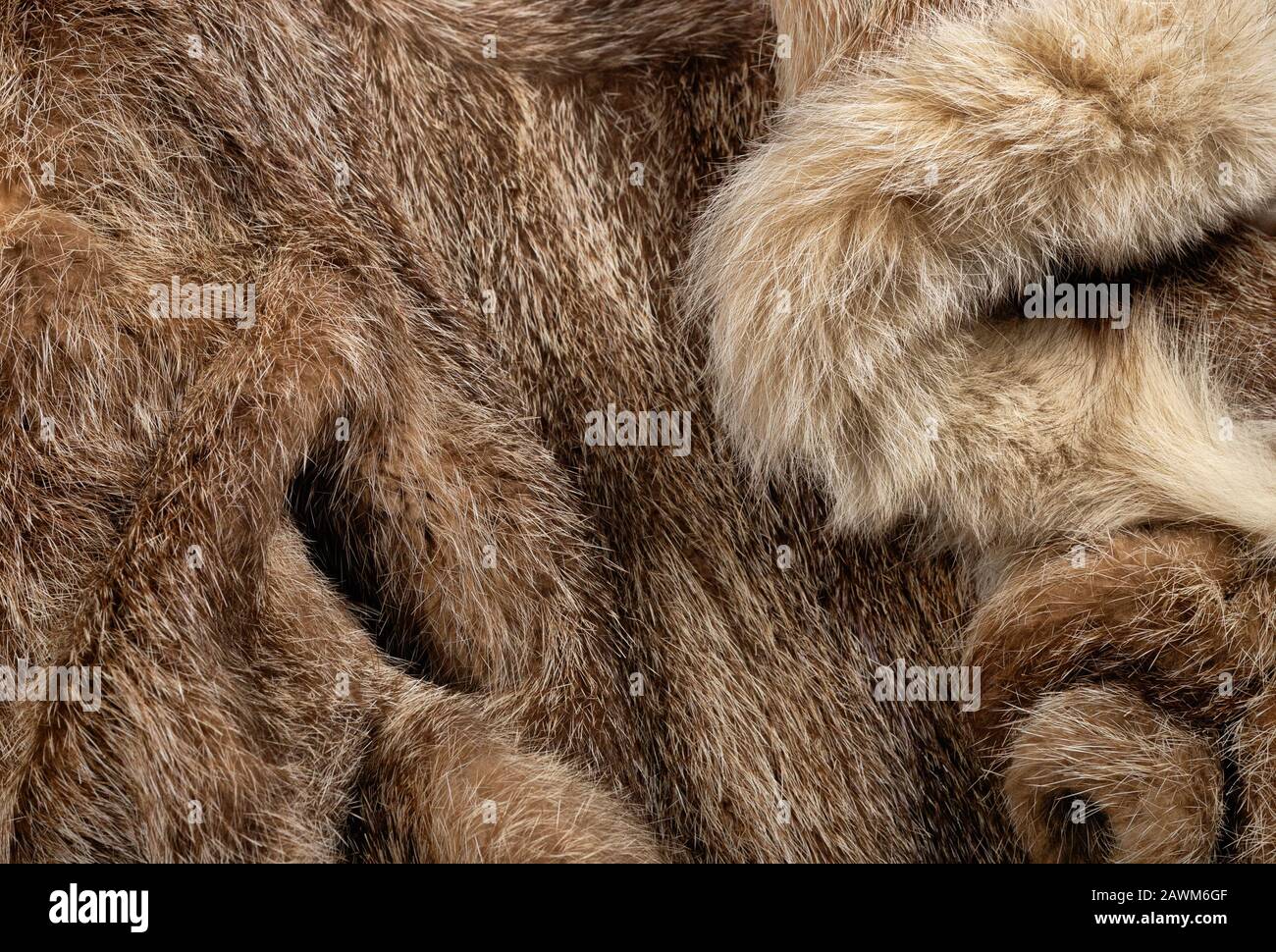 Animal Skin Clothes High Resolution Stock Photography and Images - Alamy