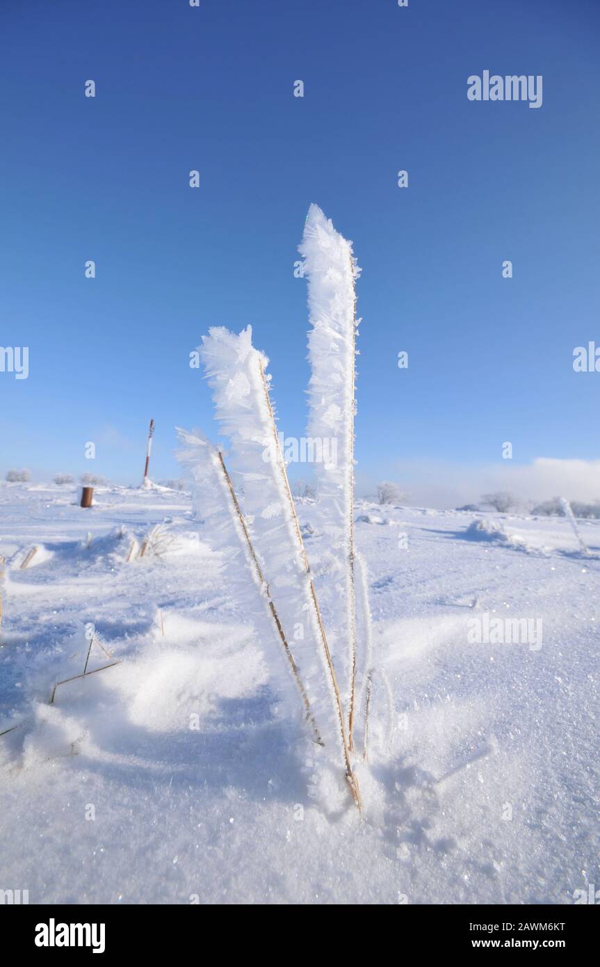 Wildflowers on landscape snow covered hi-res stock photography and ...