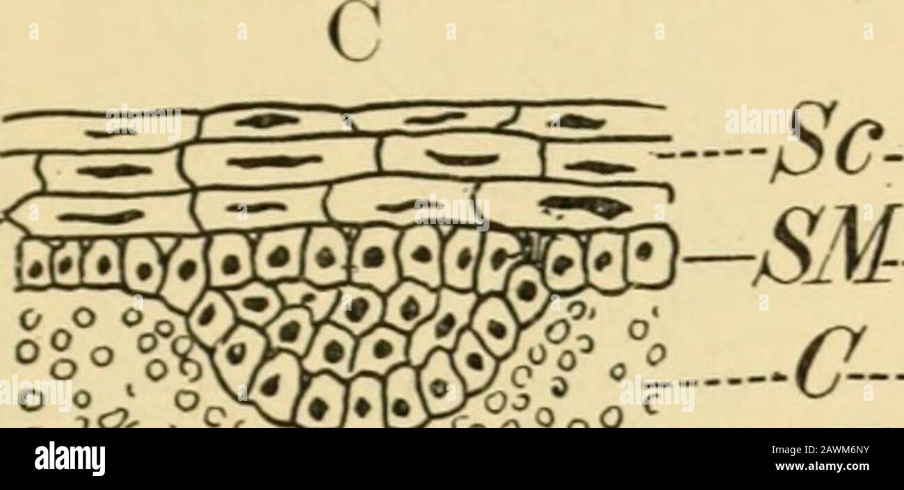 A system of obstetrics . gh epidermis of duck afterseventeen days of incubation; e, epitrichial layer: m, Malpighian layer; t, transitionallayer. outer layer, e, becomes flattened and forms the epitrichial layer, whichis shed before birth. Minot1 has shown that this layer can be foundin the human embryo about the fourth month of intra-uterine life. Itencloses beneath it the secretion of the embryonic sebaceous glands, andthus causes the accumulation of the vernix caseosa. After the epitrichial layer has been formed, the deeper cells of the1 American Naturalist, 1886. DEVELOPMENT OF ORGANS ASD Stock Photo