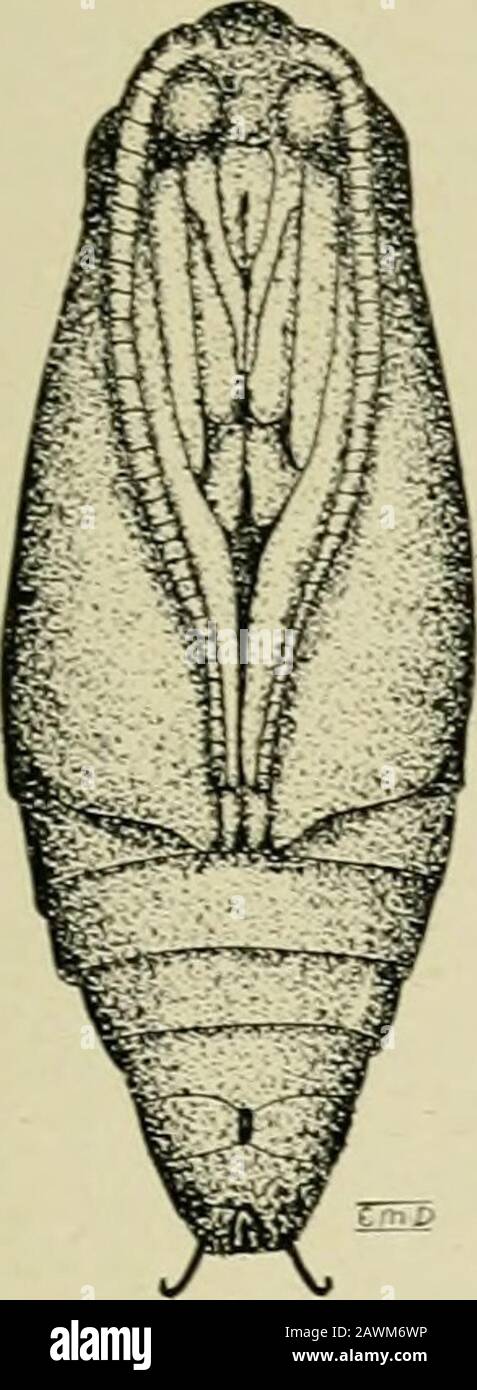 Annual report of the Quebec Society for the Protection of Plants from Insects and Fungous Diseases . The Hud-moth—Stages and Parasites (original). 1. Full grown larva. 2. Newly hatchedlarva. 3. Pupa-ventral side. 4. Pupa-dorsal side. 5. Full grown moth and baseof the male antenna. 6. Moth with wings folded. 7. Pentarthou minutum, anegg parasite. 8. Pimpla conquisitor, a pupal parasite. 9. Bassiis earinoiies, femaleinsect, and abdomens of male and female. REPORT OF THE SOCIETY , 123 higher. In Nova Scotia Sanders records injury to 59.56 per cent of theblossoms, and in unsprayed orchards in Queb Stock Photo